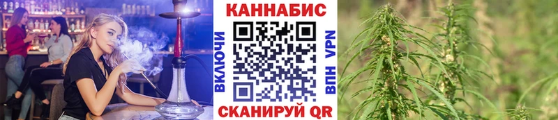 Конопля сатива Горняк